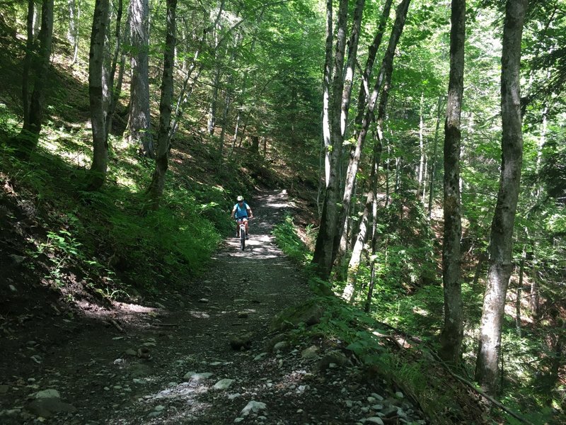 Some easy cruising in the woods on the way down from Gimmelwald.