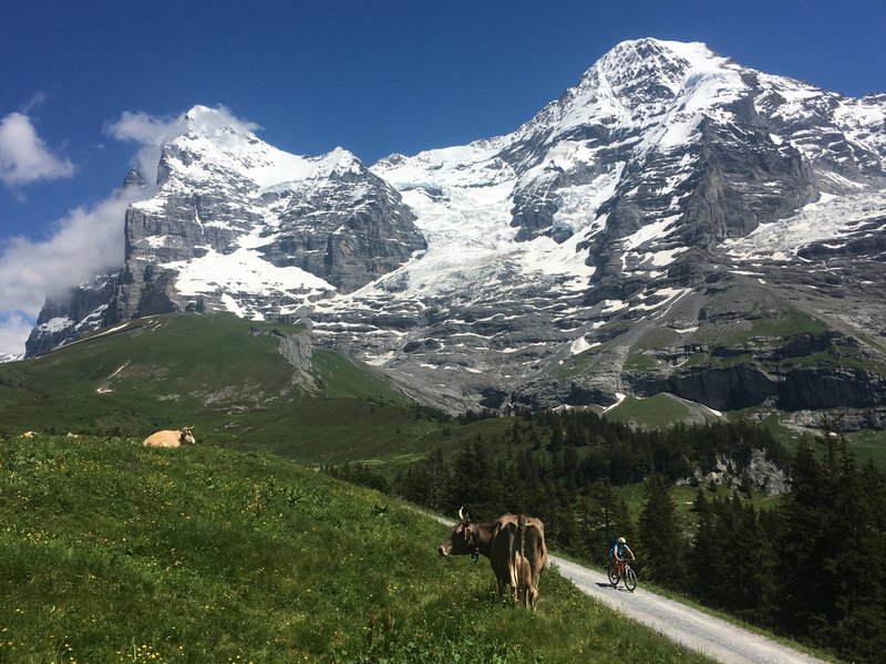 Some cows, some glaciers. Typical stuff around the Jungfrau!