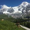 Some cows, some glaciers. Typical stuff around the Jungfrau!