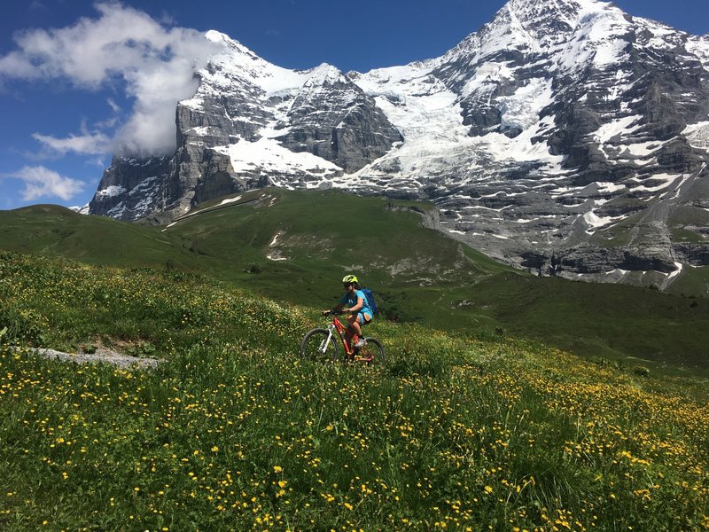 Wildflowers abound in July in front of the Eiger.