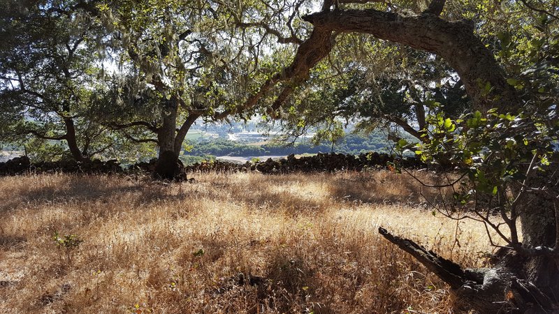 Ancient stone walls near Skyline Trail.