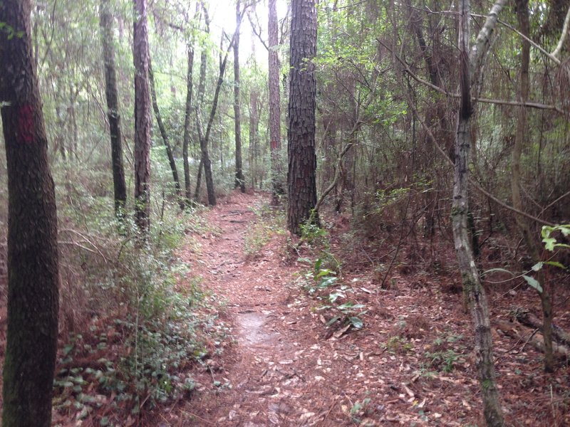 Very lush and shaded trail full of native plants.