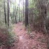 Very lush and shaded trail full of native plants.