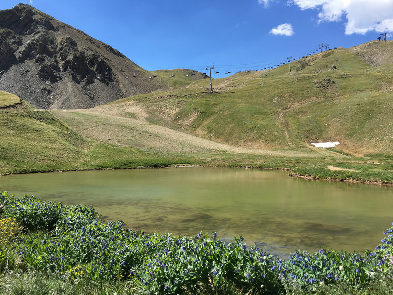 Pond and wildflowers along the road up through A-Basin.