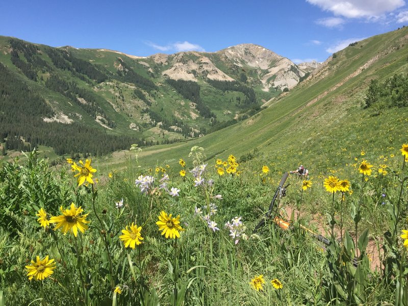 Nice wildflowers.