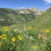 Nice wildflowers.