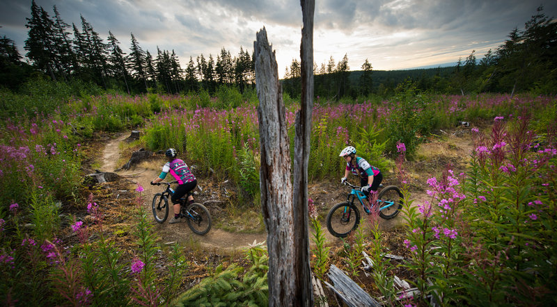 Exploring the July fireweed blooms on Keystone, Galbraith Mountain - Bellingham.