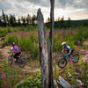 Exploring the July fireweed blooms on Keystone, Galbraith Mountain - Bellingham.