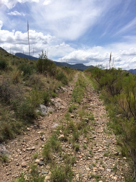 Heading towards Ramsey Canyon Road.