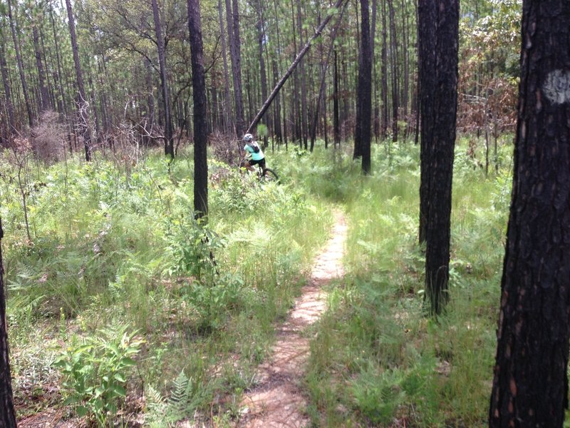 A landscape of long leaf pine, wire grass, and bracken fern.