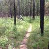 A landscape of long leaf pine, wire grass, and bracken fern.