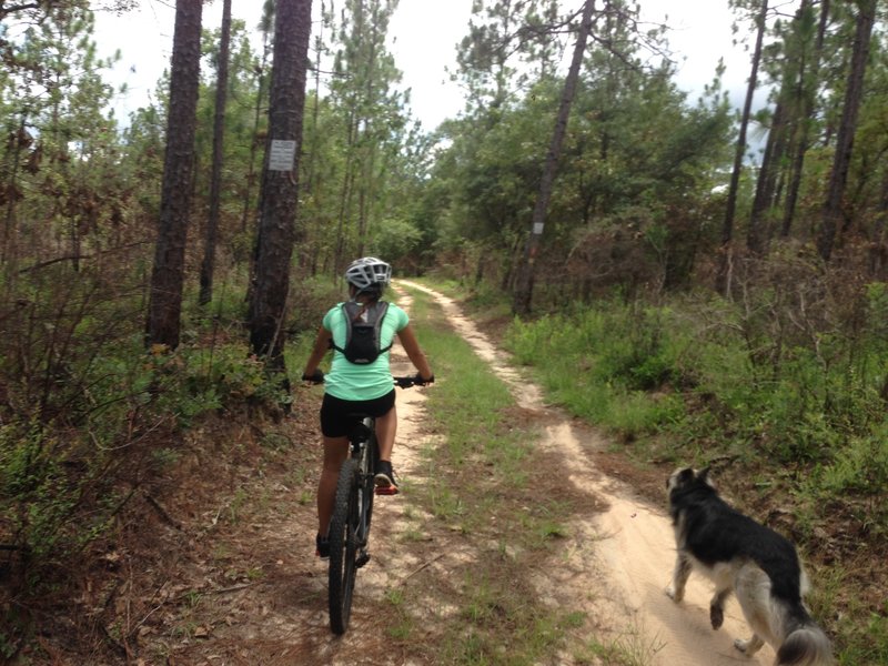 A short section of doubletrack on Lupine before taking a right onto Junebug.