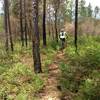 Lots of yellow blazes on the trees to follow just in case the trail gets overgrown.