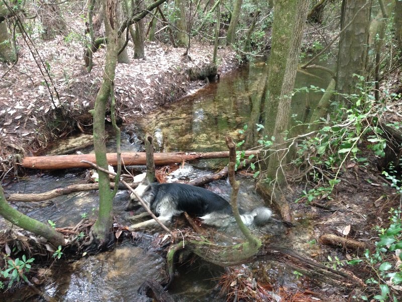 A stream very close to the trail just in case it gets too hot.