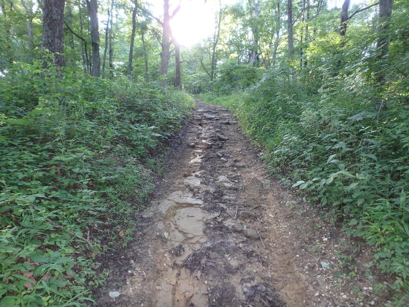 Rough section of the horse trail.