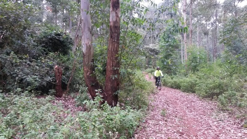 Singletrack through the Kibiki Forest.