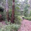 Singletrack through the Kibiki Forest.