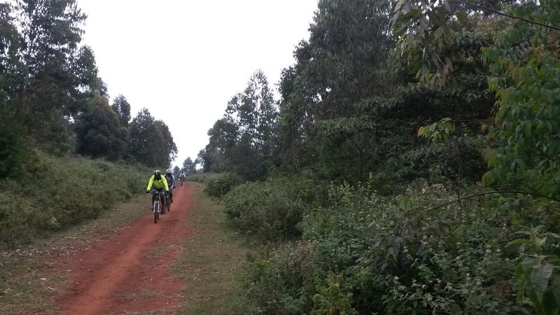 Great singletrack at the edge of the forest.