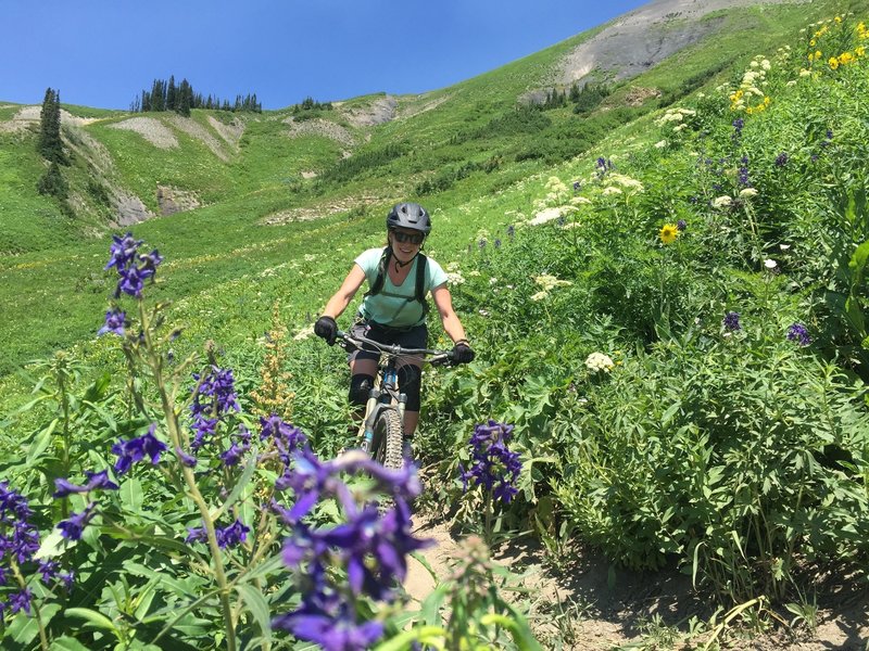 The larkspur were a highlight on the 401 Trail.