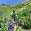 The larkspur were a highlight on the 401 Trail.