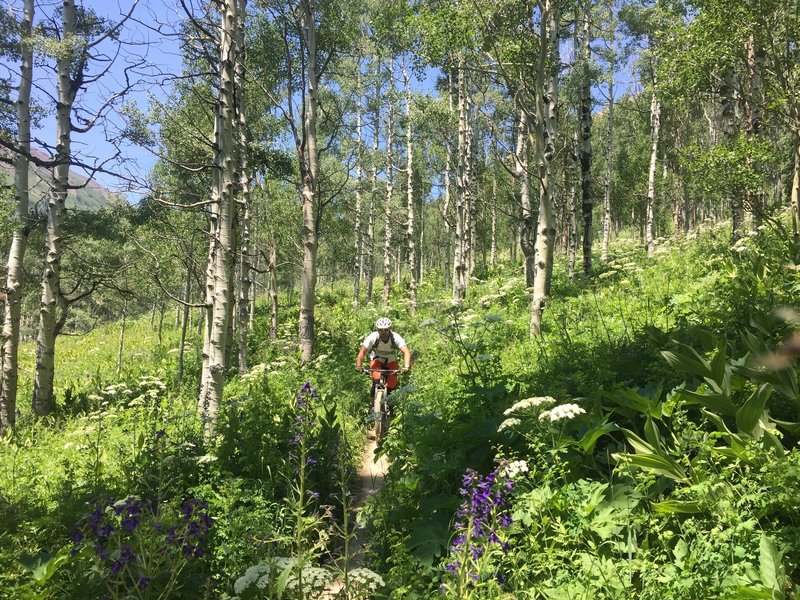 Dense flowers and tight aspens.