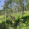 Dense flowers and tight aspens.