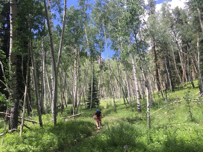 Big aspens on Doctor Park.