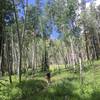 Big aspens on Doctor Park.