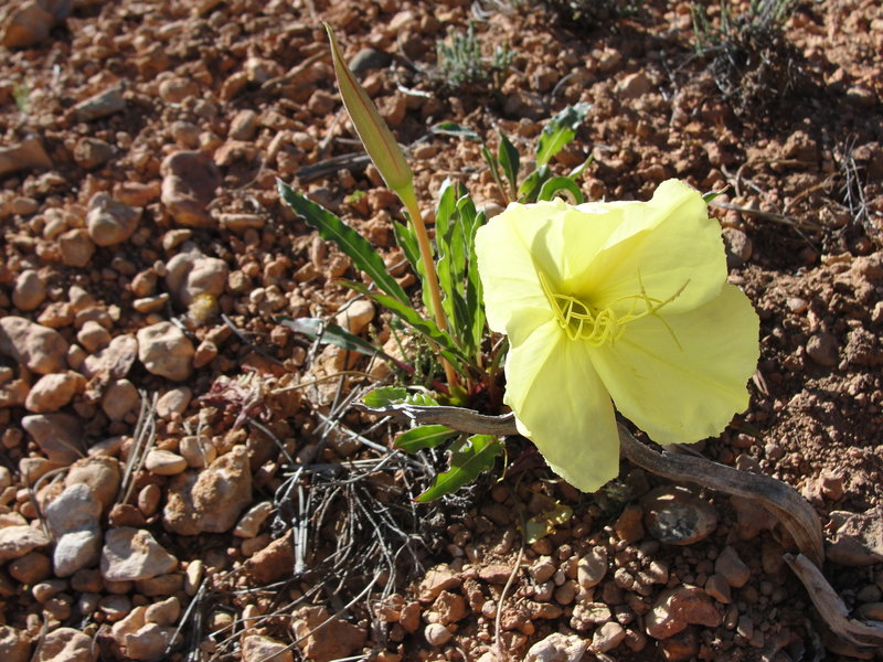 Trailside wildflowers; Oenothera howardii Howard's Evening-Primrose.