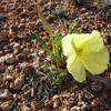 Trailside wildflowers; Oenothera howardii Howard's Evening-Primrose.