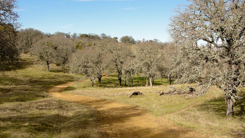 Morgan Territory Regional Preserve, Blue Oak Trail.