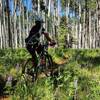 Aspens, ferns and wildflowers.