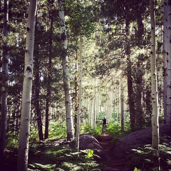 Aspens, ferns, boulders, biker and her bike.