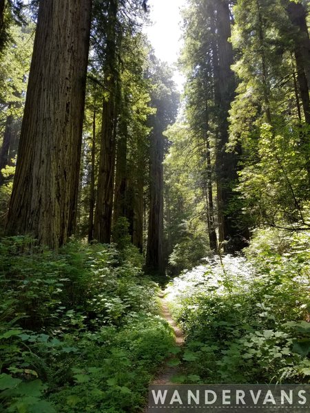 Take in the wonderful redwoods.