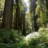 Take in the wonderful redwoods.