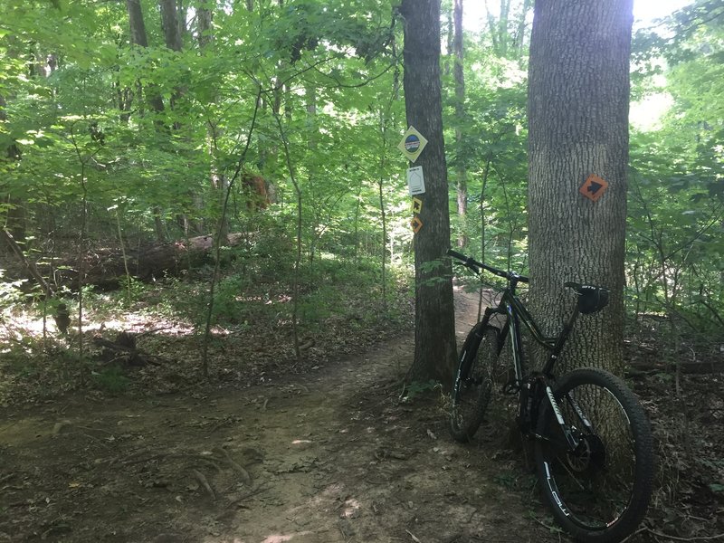 Percy warner discount mountain bike trails