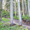 Such sweet singletrack on Heaven on Earth... the trail deserves its name!