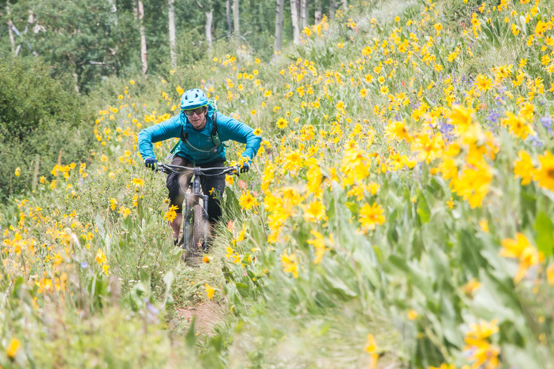 Wildflowers in Crested Butte on Walrod Cutoff!