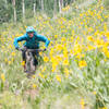 Wildflowers in Crested Butte on Walrod Cutoff!