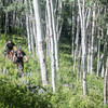 Riding through a giant aspen forest... in Aspen!