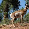 Pronghorn.