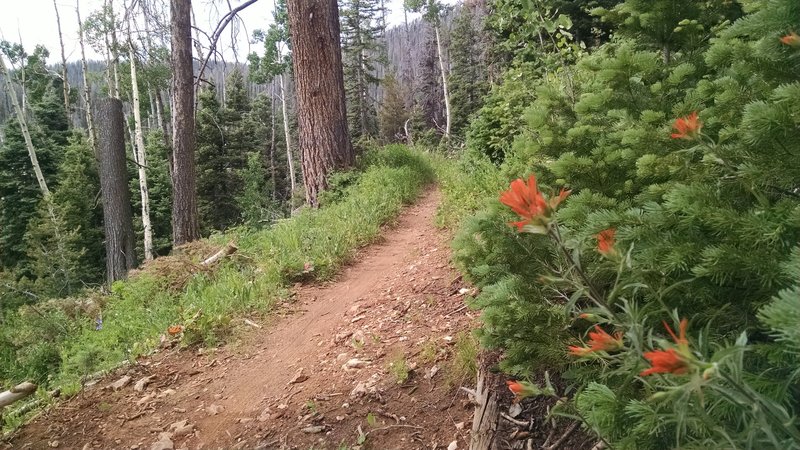 Virgin River Rim Trail, a couple miles into the ride.