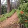 Virgin River Rim Trail, a couple miles into the ride.