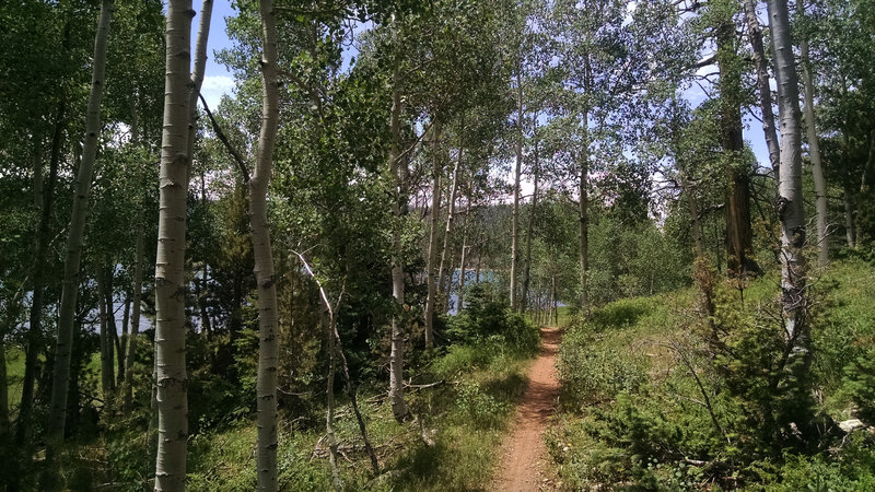 Aspen–lined singletrack along the northshore.