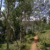 Aspen–lined singletrack along the northshore.