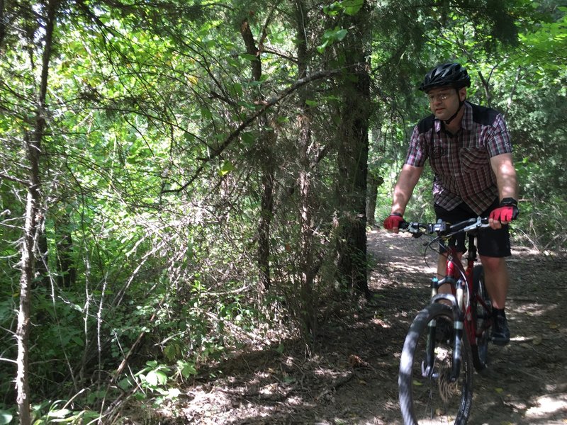 The first section of the trail has some tight turns and lots of roots in a big grove of cedar trees.