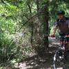 The first section of the trail has some tight turns and lots of roots in a big grove of cedar trees.