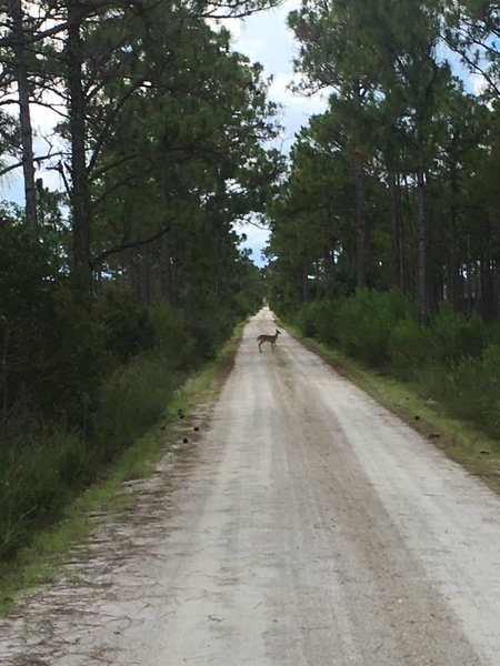 Lots of wildlife can be seen on these dirt roads. Sometimes you may feel as though you're going to get run over by a deer.