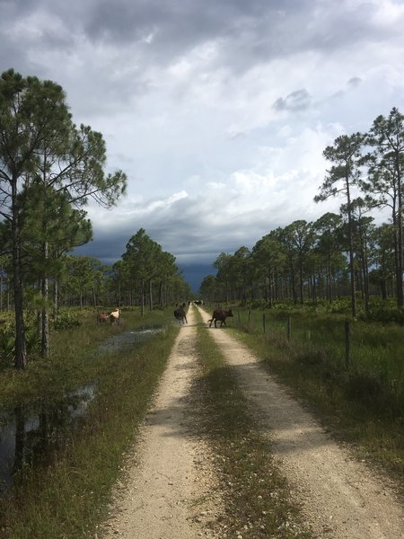 Cecil Webb is working land, so there are cows, no worries they run when they see the bikes coming.