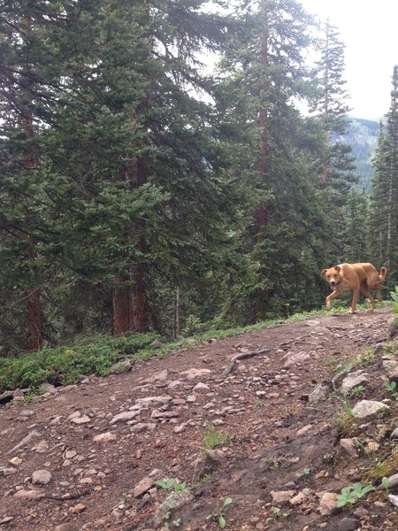 A wild, Telluride dingo lurking along the Prospect trail.